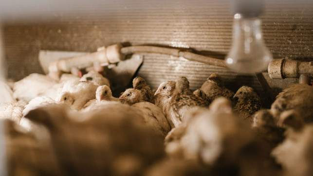 wachteln-haltung-pexels-arthouse-studio-210331-1280x720 Wachteleier stammen meist aus Käfighaltung