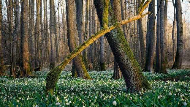 maerzbecher-schneegloeckchen-unterschied-cc0-pixabay-shogun-240308 märzbecher schneeglöckchen unterschied