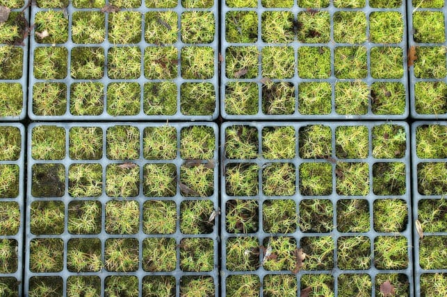 mithilfe-eines-gitters-schuetzt-du-deinen-rasen-bei-cc0-pixabay-antranias-210928_download Mithilfe eines Gitters schützt du deinen Rasen bei Starkregen.