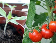 Tomaten-pflanzen