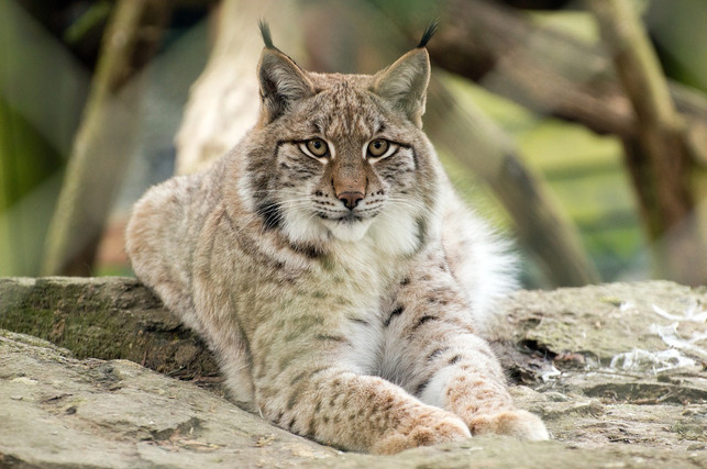 durch-die-haarpinsel-an-seinen-ohren-kann-der-luch-cc0-pixabay-jenla-211022_download Durch die Haarpinsel an seinen Ohren kann der Luchs kilometerweit gut hören.
