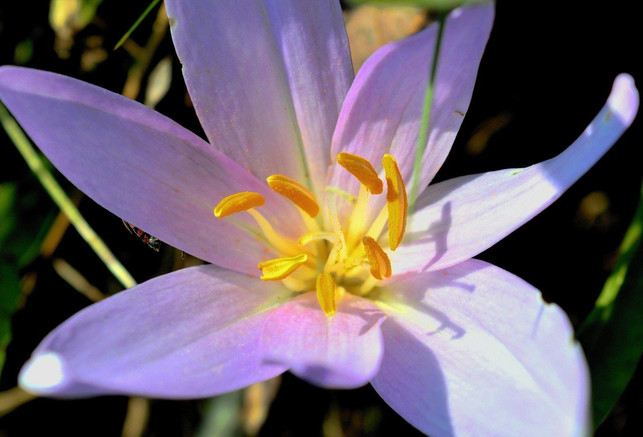 die-herbstzeitlose-aehnelt-dem-krokus-cc0-pixabay-silvia99-200515_download Die Herbstzeitlose ähnelt dem Krokus.