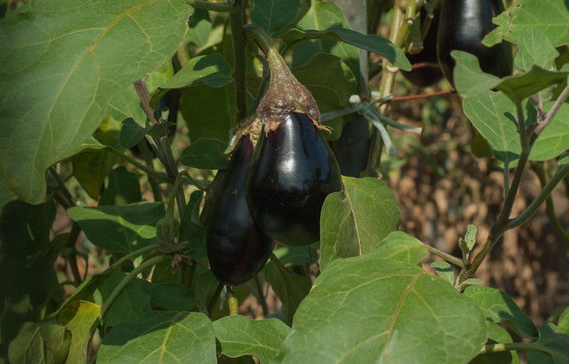 die-aubergine-sollte-in-deinem-garten-einen-andere-cc0-pixabay-jackmac34-250408_download Die Aubergine sollte in deinem Garten einen anderen Platz finden als direkt neben den Tomaten.