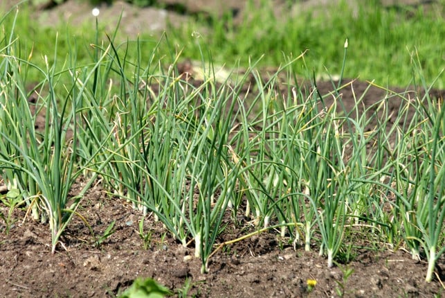 der-optimale-zeitpunkt-um-knoblauch-blueten-zu-ent-cc0-pixabay-zoosnow-220416_download Der optimale Zeitpunkt, um Knoblauchblüten zu entfernen, liegt zwischen Mai und Juni.