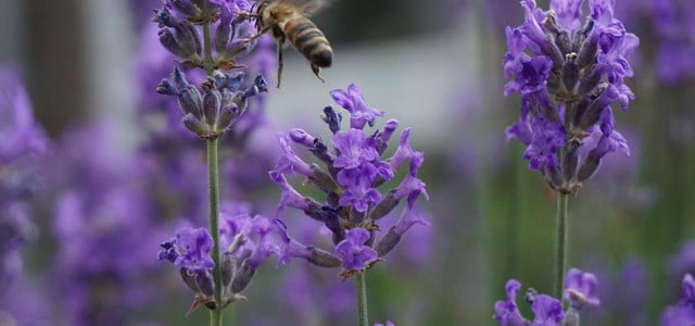 Lavendel im Test: Bienenfreund oder Bienenfeind?