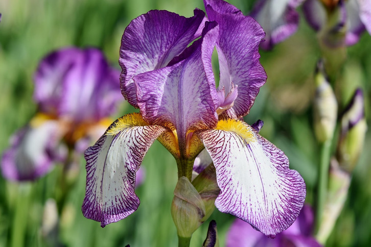 iris düngen Purgrün Schwertlilien-Dünger 1 Liter main image 1