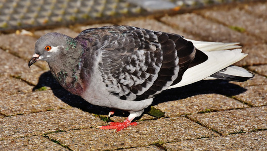 tauben-vertreiben-cc0-pixabay-alexas_fotos-190515 Tauben vertreiben