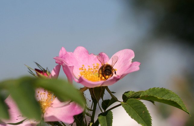 die-bei-insekten-sehr-beliebte-weinrose-gedeiht-au-cc0-pixabay-rycky21-210223_download Die bei Insekten sehr beliebte Weinrose gedeiht auf kalkhaltigen Böden am besten.