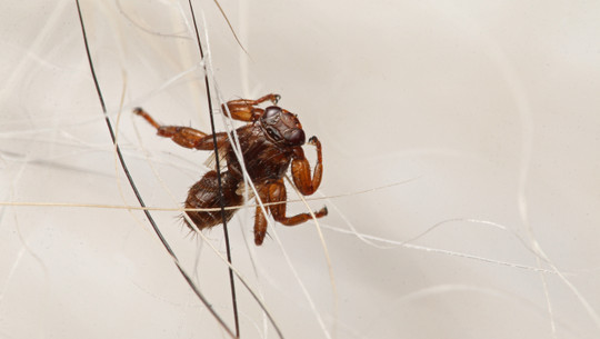 The deer ked or deer fly, a species of biting fly in the family of louse flies, on a close up horizontal picture. An insect sitting walking through the mammal fur. Hirschlausfliege