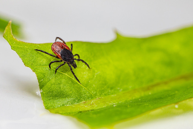 tick-remedy-for-dogs-help-to-protect-from-ticks-cc0-pixabay-erik_karits-210617_download Tick medication for dogs helps to protect against tick bites.