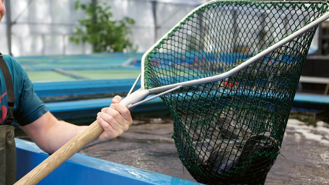 In der StadtFarm im Landschaftspark Herzberge wird eine Fisch- und Gemüsezucht im lizensierten Aquaterraponik Verfahren betrieben. In der StadtFarm im Landschaftspark Herzberge wird eine Fisch- und Gemüsezucht im lizensierten Aquaterraponik Verfahren betrieben.