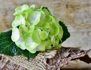 hortensie grüne Blüte