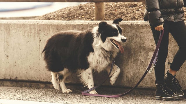 Ein schwarz-weißer Border Collie mit herausgestreckter Zunge, der an einer lila Leine neben einer Person steht. Die Person trägt schwarze Hose, schwarze Schuhe und eine schwarze Jacke. Im Hintergrund ist eine niedrige Betonmauer und Erde zu sehen.