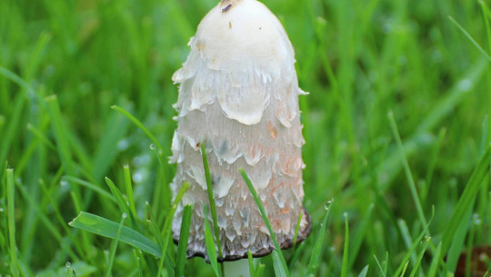 schopftintlinge-cc0-pixabay-127071-221103 schopftintlinge