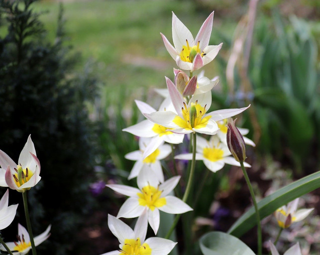 Wildtulpen Warum du sie pflanzen solltest und wie es gelingt Utopia.de
