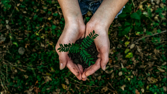 Nachhaltige Aktienfonds: Wie du den richtigen für dich findest Natur