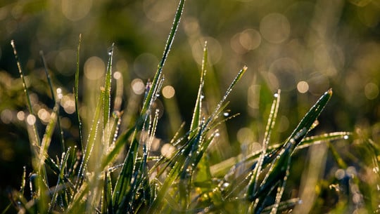 rasen-maehen-herbst-dpa Rasen mähen im Herbst: Wann ist der richtige Zeitpunkt fürs letzte Mal?