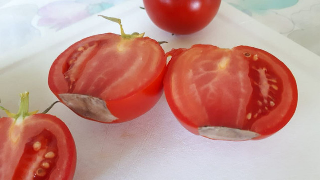 ist-nur-der-unterste-teil-der-frucht-von-der-bluete-utopiadaniela-staber-211118_download Ist nur der unterste Teil der Frucht von der Blütenendfäule betroffen, kannst du die Tomaten noch essen.