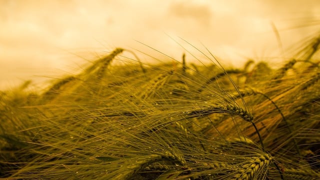 getreide-cc0-pixabay-scheibel_christoph-180225 Getreide