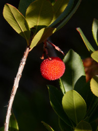 aus-der-naehe-erinnern-die-fruechte-des-erdbeerbaums-cc0-pixabay-makamuki0-190924_download Aus der Nähe erinnern die Früchte des Erdbeerbaums eher an Litschis als an Erdbeeren.