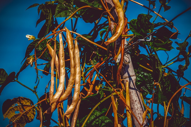 leguminosen-reichern-durch-ihre-symbiose-boeden-mit-cc0-pixabay-couleur-200511_download Leguminosen reichern durch ihre Symbiose Böden mit Stickstoff an.