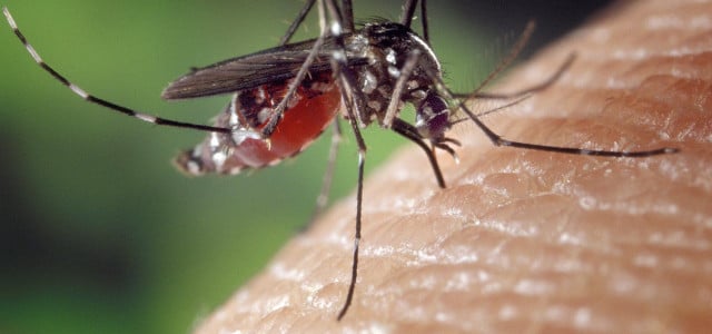 Gegen nervige Mücken helfen viele Pflanzensorten