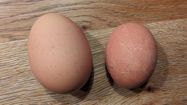 xl-eier-nicht-kaufen-2-bw-240319-1280x720 Bedeuten XL-Eier Tierleid in XL?