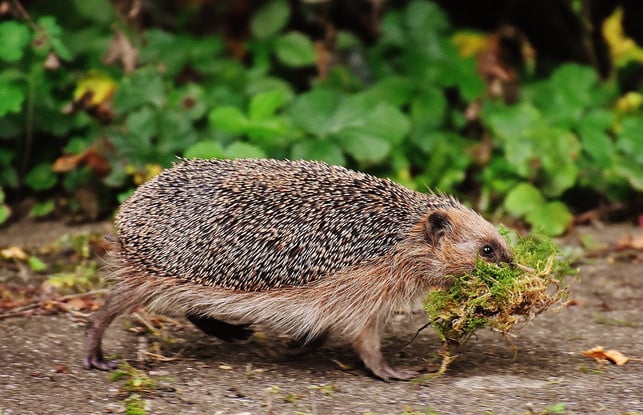 zum-ueberwintern-sammeln-igel-vor-allem-herumliegen-cc0-pixabay-alexas_fotos-250117_download Zum Überwintern sammeln Igel vor allem herumliegende Naturmaterialien.