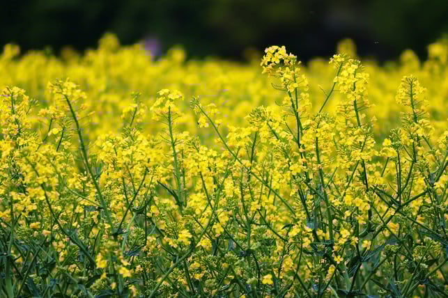 heimisches-rapsoel-enthaelt-im-gegensatz-zu-olivenoel-cc0-pixabay-manfredrichter-200428_download Heimisches Rapsöl enthält im Gegensatz zu Olivenöl viele Omega-3-Fettsäuren.