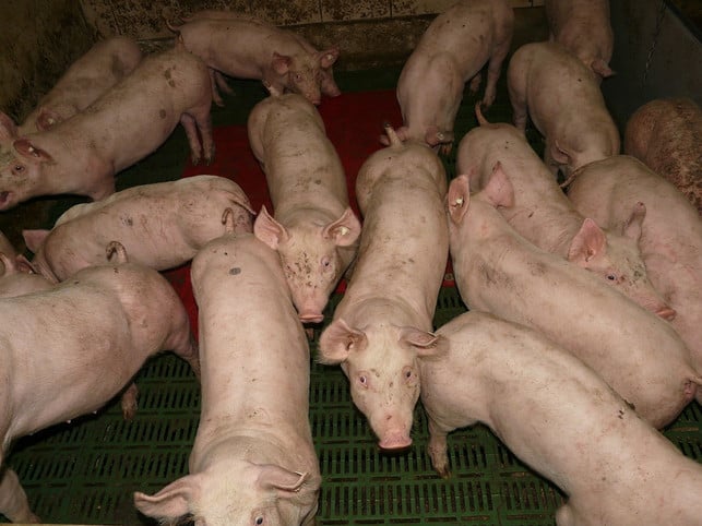 wie-bei-anderen-tierischen-produkten-muessen-tiere-cc0-pixabay-hans-210206_download Wie bei anderen tierischen Produkten müssen Tiere auch für die Herstellung von Gelatine unter grausamsten Bedingungen leiden.