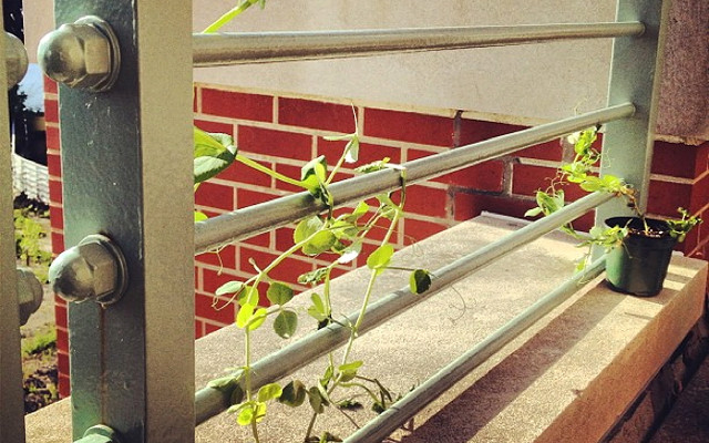 Erbsenzählerei_12 Erbsen auf dem Balkon