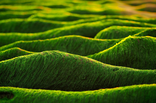 die-klimakrise-foerdert-algenblueten-waehrend-diese-cc0-pixabay-hugo_ob-200901_download Die Klimakrise fördert Algenblüten, während diese ihrerseits die globale Erwärmung vorantreiben.