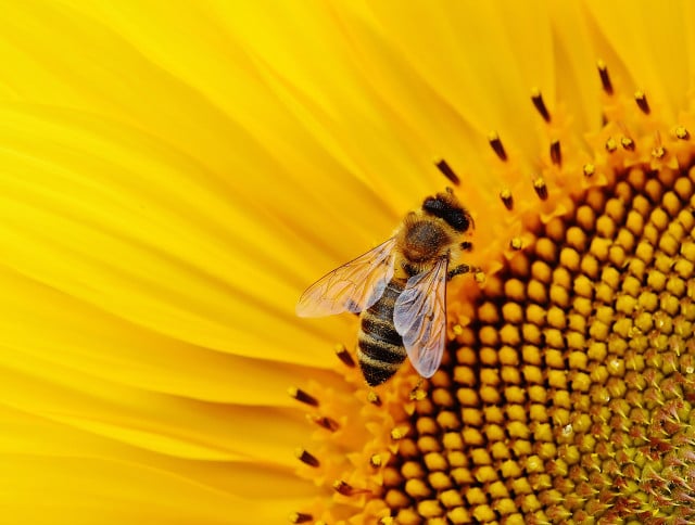 If you keep a few things in mind, you won't even need to treat a bee sting.