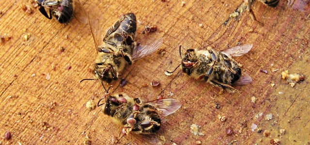 Bienensterben - was kann ich dafür?