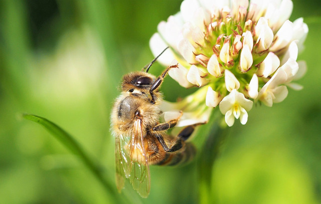 klee-als-sommerliche-bienenfreundliche-pflanze-cc0-pixabay-andrealeni-210420_download Klee als sommerliche bienenfreundliche Pflanze.