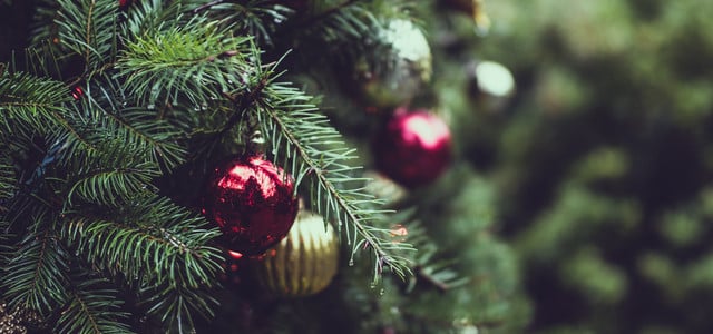 Weihnachtsbaum: Nachhaltige Alternativen von Bio-Weihnachtsbaum bis Keinachtsbaum