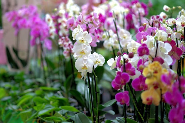 wenn-du-orchideen-schneiden-moechtest-solltest-du-cc0-pixabay-webandi-220619_download Wenn du Orchideen schneiden möchtest, solltest du dir vorher ausreichend Wissen über die richtige Technik aneignen.