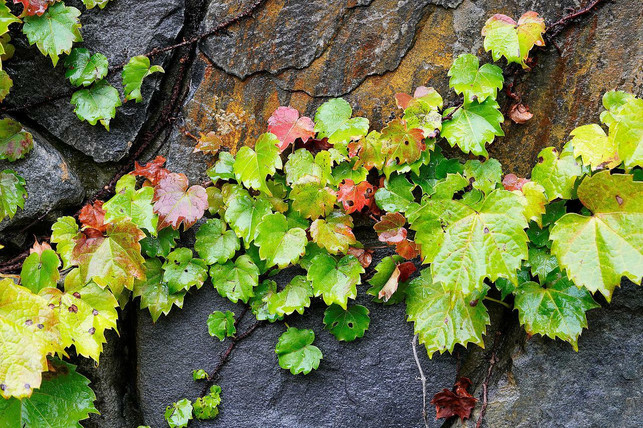 auch-mauern-lassen-sich-vogelfreundlich-gestalten-cc0-pixabay-ajs1980518-220520_download Auch Mauern kannst du im Garten vogelfreundlich gestalten.