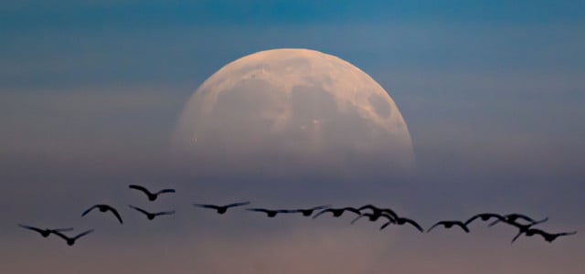 Besonderer Vollmond: Warum du heute Abend in den Himmel blicken solltest (Foto: Patrick Pleul/dpa) Supermond