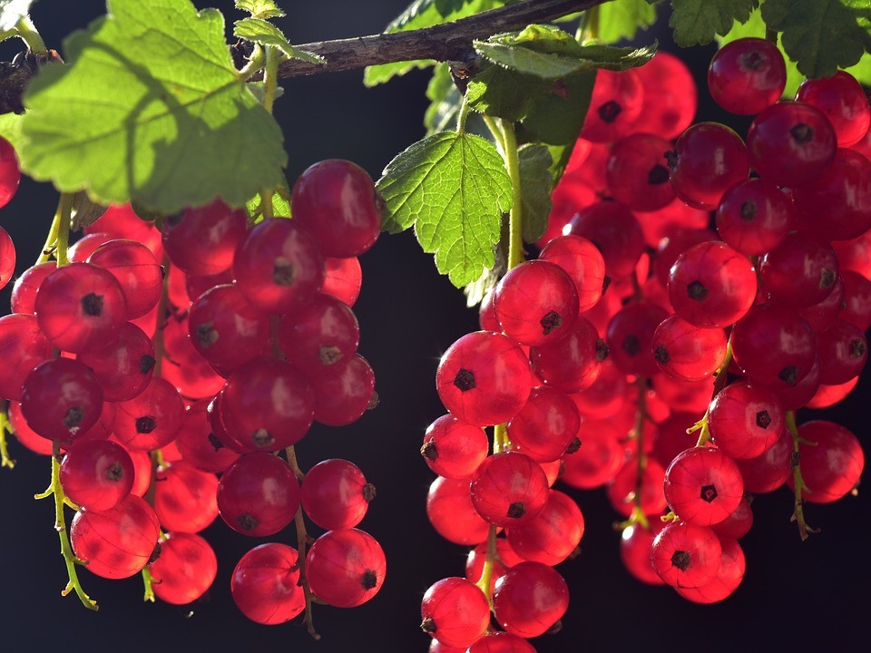 olivenbaum dünger bio ProviPlant Oliven-Dünger: Für Olivenbäume im Innen- und Außenbereich