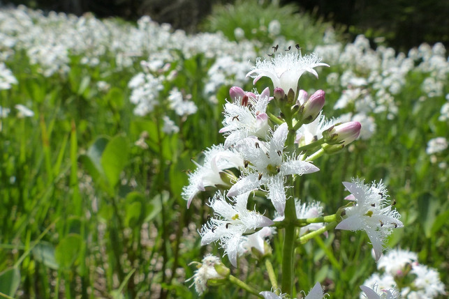 in-den-flachwassergebieten-von-teichen-waechst-fieb-cc0-pixabay-alsen-210125_download In den Flachwassergebieten von Teichen wächst Fieberklee am besten.