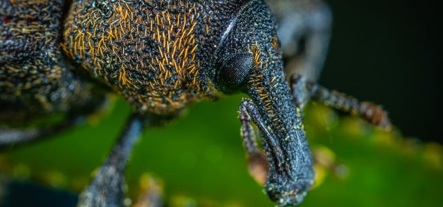 Kleine Käfer können dir unter Umständen den ganzen Garten wegfressen.