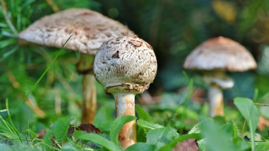 parasolpilz-cc0-pixabay-capri23auto-181124 Parasolpilz