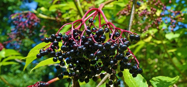 holunderbeeren verwechslungsgefahr