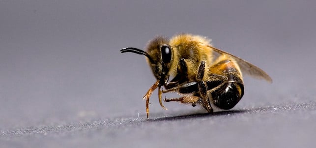 150824-bienensterben-v_ZWEISAM_1280x600 Sowohl Parasiten als auch die industrielle Landwirtschaft tragen zum Bienensterben bei.