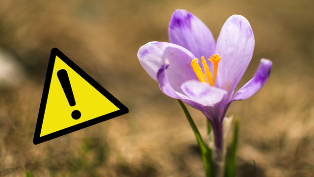 Blumen pflücken kann teuer werden: Finger weg von diesen Arten! Blumen pflücken erlaubt