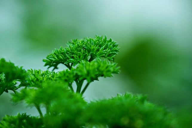 petersilie-dill-und-koriander-schrecken-schaedling-cc0--pixabay--ignartonosbg-250807_download Petersilie, Dill und Koriander schrecken Schädlinge mit ihrem Duft ab.