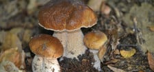 steinpilz-verwechslung-cc0-pixabay-charletgregory-201029 Steinpilz Verwechslung