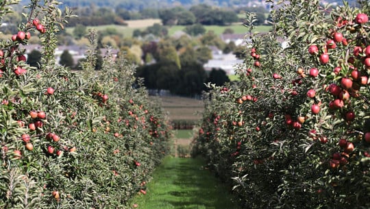 wann-obstbaeume-schneiden-cc0-pixabay-pixel2013-211213 wann obstbäume schneiden