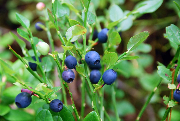 Heidelbeeren pflanzen: So pflegst und schneidest du Blaubeer-Strucher -  Utopia.de